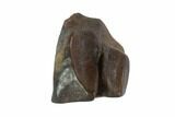 Triceratops Shed Tooth - Montana #93089-1